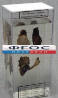 Влажный препарат "Внутреннее строение брюхоногого моллюска" - fgospostavki.ru - Саратов
