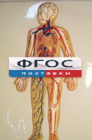 Модель барельефная "Кровеносная система человека" - fgospostavki.ru - Саратов