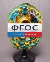 Модель "Клетка растения" - fgospostavki.ru - Саратов