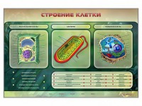 Электрифицированный стенд "Строение клетки" с маркерными полями - fgospostavki.ru - Саратов