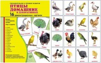 Демонстрационные карточки "Птицы домашние и декоративные" - fgospostavki.ru - Саратов