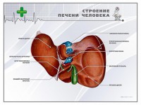 Стенд "Строение печени человека" - fgospostavki.ru - Саратов