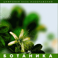 Ботаника. (Цифровая база изображений) - fgospostavki.ru - Саратов