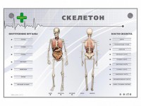 Электрифицированный стенд-тренажер "Скелетон" - fgospostavki.ru - Саратов
