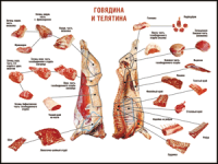 Таблица "Правила разделки мясных туш. Говядина и телятина" (100х140 сантиметров, винил) - fgospostavki.ru - Саратов