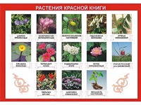 Таблица демонстрационная "Растения Красной книги" (винил 100*140) - fgospostavki.ru - Саратов