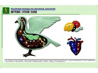 Рельефная таблица "Внутреннее строение голубя" (формат А1, матовое ламинирование) - fgospostavki.ru - Саратов