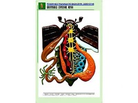 Рельефная таблица "Внутреннее строение жука" (формат А1, матовое ламинирование) - fgospostavki.ru - Саратов
