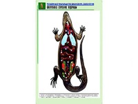 Рельефная таблица "Внутреннее строение ящерицы" (формат А1, матовое ламинирование) - fgospostavki.ru - Саратов