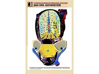 Рельефная таблица "Долька печени. Макро-микростроение" (формат А1, матовое ламинирование) - fgospostavki.ru - Саратов
