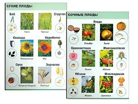 Коллекция "Семена и плоды" - fgospostavki.ru - Саратов