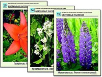 Гербарий фотографический "Основные группы растений" - fgospostavki.ru - Саратов