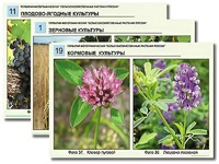 Гербарий фотографический "Сельскохозяйственные растения России" - fgospostavki.ru - Саратов