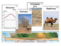 Модель-аппликация "Природные зоны" - fgospostavki.ru - Саратов