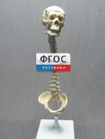 Модель "Позвоночник с черепом и тазом" - fgospostavki.ru - Саратов