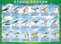 Комплект таблиц "Птицы России (4 листа)" (100х140 сантиметров, винил) - fgospostavki.ru - Саратов