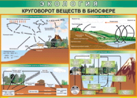 Таблица "Круговорот веществ в биосфере" (100х140 сантиметров, винил) - fgospostavki.ru - Саратов