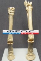 Скелет конечности лошади (передняя и задняя) на подставке - fgospostavki.ru - Саратов
