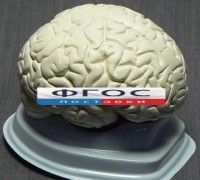 Модель "Мозг в разрезе" (белый) - fgospostavki.ru - Саратов