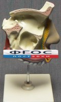 Модель "Разрез носоглотки" - fgospostavki.ru - Саратов