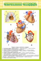 Стенд "Строение сердца" - fgospostavki.ru - Саратов