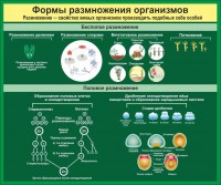 Стенд "Формы размножения организмов" - fgospostavki.ru - Саратов