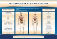 Электрифицированный стенд-тренажер c макетом скелета "Анатомическое строение человека" - fgospostavki.ru - Саратов