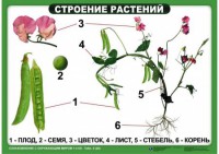 Комплект таблиц "Ознакомление с окружающим миром 1-4 класс" - fgospostavki.ru - Саратов