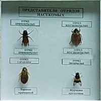Коллекция энтомологическая "Представители отряда насекомых" - fgospostavki.ru - Саратов