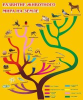 Стенд "Развитие животного мира на земле" - fgospostavki.ru - Саратов