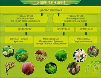 Стенд "Систематика растений" - fgospostavki.ru - Саратов