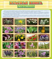 Стенд "Красная книга - растения" - fgospostavki.ru - Саратов