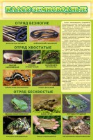 Стенд "Класс земноводные" - fgospostavki.ru - Саратов