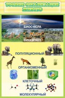 Стенд "Уровни организации живого" - fgospostavki.ru - Саратов