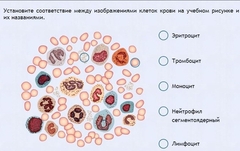 Интерактивные курсы. Биология 11 класс. Расширенный. - fgospostavki.ru - Саратов