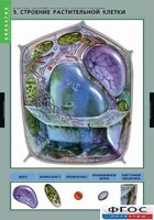 Комплект таблиц. Биология. Вещества растений. Клеточное строение. - fgospostavki.ru - Саратов