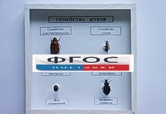 Коллекция "Семейство жуков" - fgospostavki.ru - Саратов
