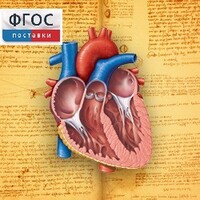 Анатомия (Цифровой атлас школьника) - fgospostavki.ru - Саратов