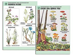 Комплект таблиц "Окружающий мир. Грибы. Растительный мир" (12 таблиц, А1, ламинированные) - fgospostavki.ru - Саратов