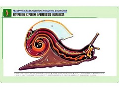Рельефная таблица "Внутреннее строение брюхоногого моллюска" (формат А1, матовое ламинирование) - fgospostavki.ru - Саратов