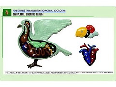Рельефная таблица "Внутреннее строение голубя" (формат А1, матовое ламинирование) - fgospostavki.ru - Саратов