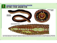Рельефная таблица "Внутреннее строение дождевого червя" (формат А1, матовое ламинирование) - fgospostavki.ru - Саратов