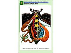 Рельефная таблица "Внутреннее строение жука" (формат А1, матовое ламинирование) - fgospostavki.ru - Саратов