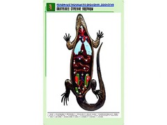 Рельефная таблица "Внутреннее строение ящерицы" (формат А1, матовое ламинирование) - fgospostavki.ru - Саратов