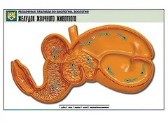 Рельефная таблица "Желудок жвачного животного" (формат А1, матовое ламинирование) - fgospostavki.ru - Саратов