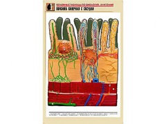 Рельефная таблица "Ворсинка кишечная с сосудом" (формат А1, матовое ламинирование) - fgospostavki.ru - Саратов