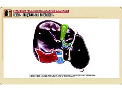Рельефная таблица "Печень. Висцеральная поверхность" (формат А1, матовое ламинирование) - fgospostavki.ru - Саратов