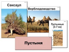 Модель-аппликация "Природные зоны России" (ламинированная) - fgospostavki.ru - Саратов