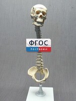 Модель "Позвоночник с черепом и тазом" - fgospostavki.ru - Саратов