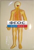 Модель барельефная "Нервная система человека" - fgospostavki.ru - Саратов